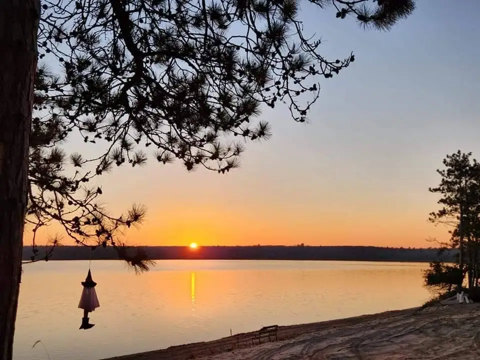 Sunset over calm water with pine branches, a hanging bird feeder, and a sandy shoreline.