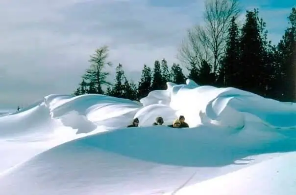 Several people peer from deep snowdrifts beneath evergreen and leafless trees.