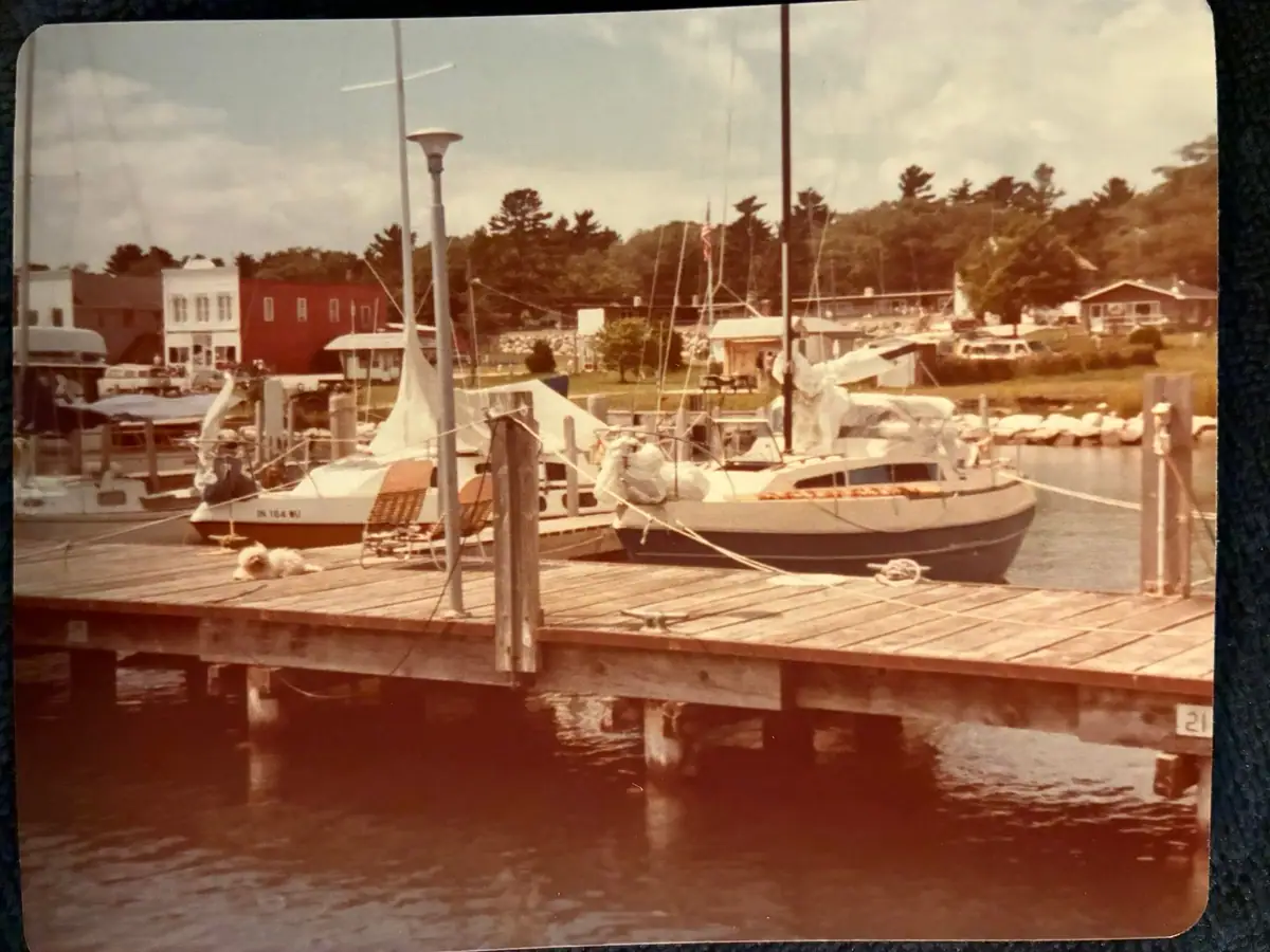 Sailboats and a small dog at a wooden marina dock, with waterfront buildings and trees behind them.