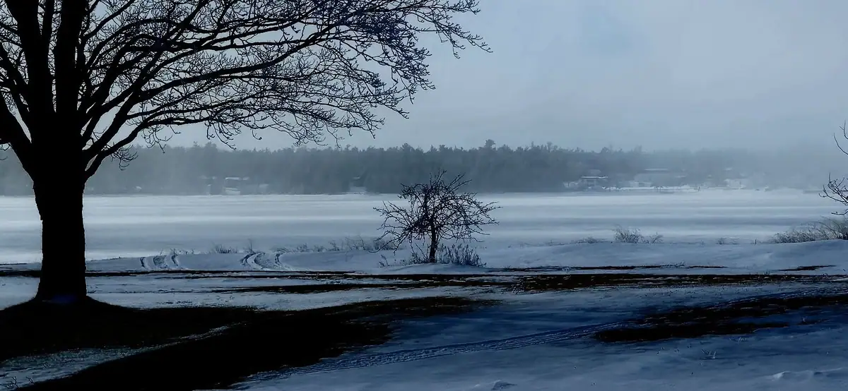 Snow-covered shoreline and frozen water viewed through the branches of a large bare tree.