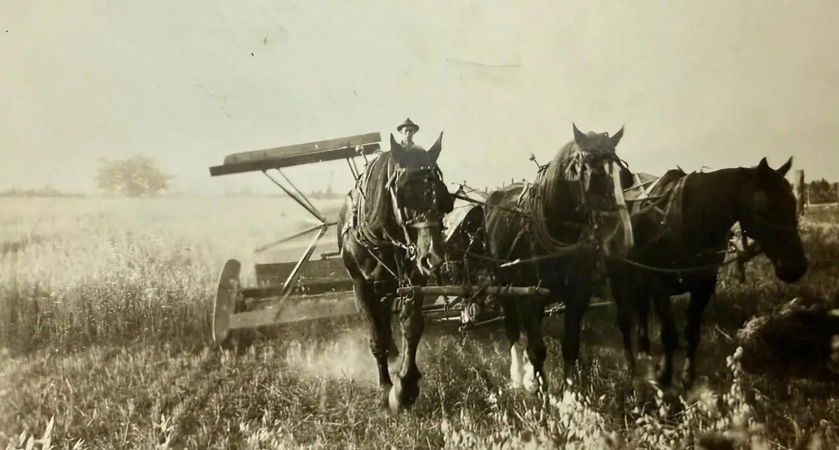 Two horses pull farm equipment through a field while a person guides them from behind.
