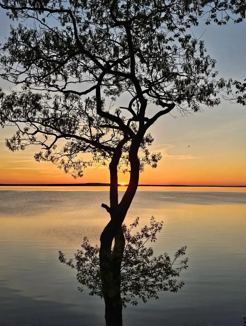 A gnarled tree stands in silhouette against a low sun over calm water.