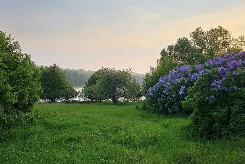 A grassy meadow leads through trees to calm water, bordered by dense purple flowering shrubs beneath a pastel sky.