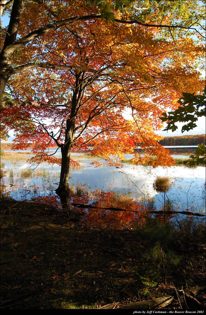 Brilliant autumn tree beside calm water, with colorful foliage reflected on the shoreline.