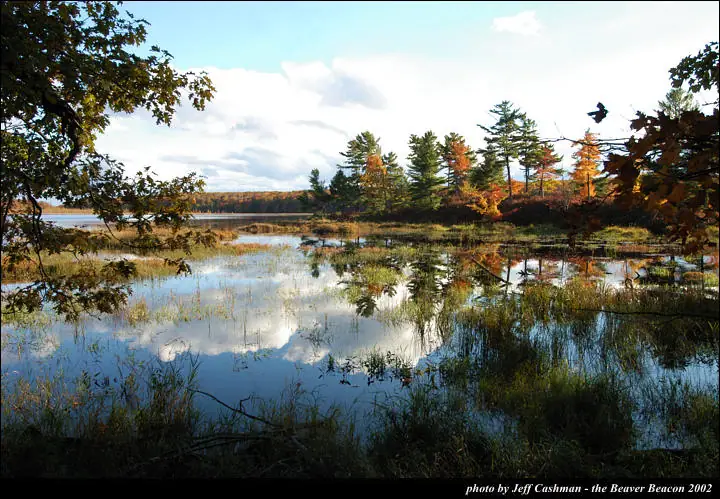 Autumn trees and grasses surround a reflective wetland beneath a partly cloudy sky.