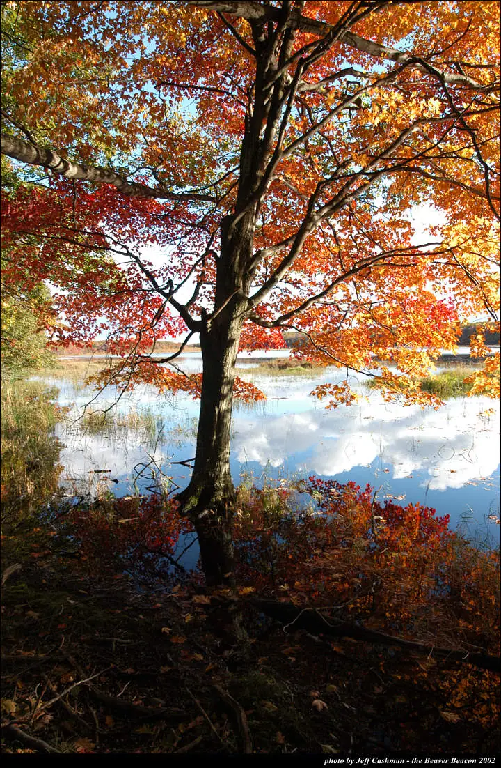 A broad-canopied autumn tree stands beside still water reflecting clouds and colorful foliage.