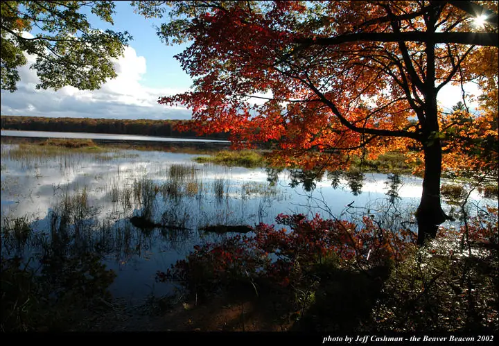 Autumn trees frame a reflective wetland with reeds and a distant wooded shoreline.