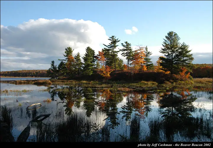 Autumn trees and evergreens line a reflective wetland beneath a bright, cloud-filled sky.