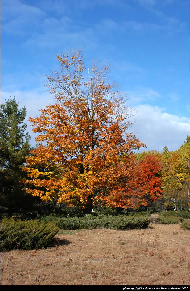 A large orange-leaved tree stands among autumn-colored trees and shrubs beside a dry grassy field.