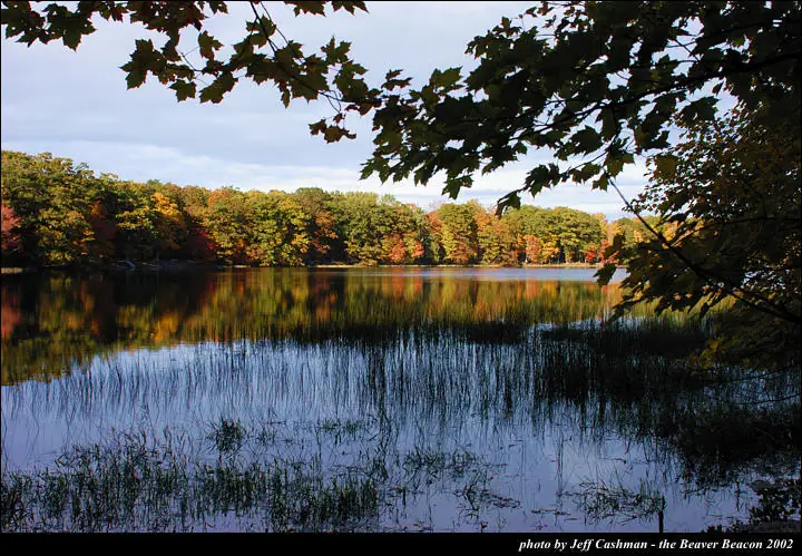 Autumn-colored trees line a calm body of water, reflected among reeds beneath overhanging branches.