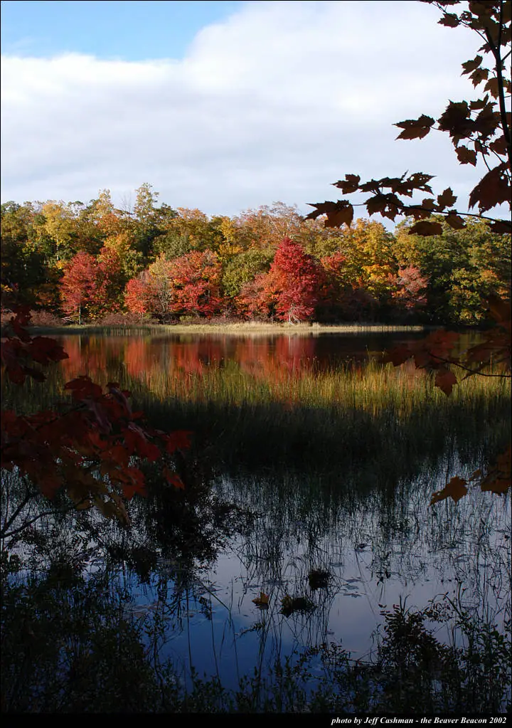 Autumn trees in vivid colors reflected in a calm body of water, framed by dark leaves and reeds.