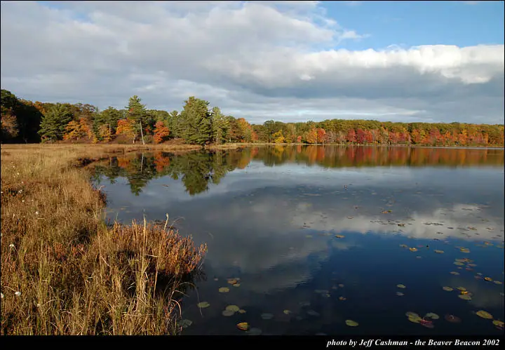 Autumn-colored trees and clouds reflect in still water beside a grassy, reed-filled shore.