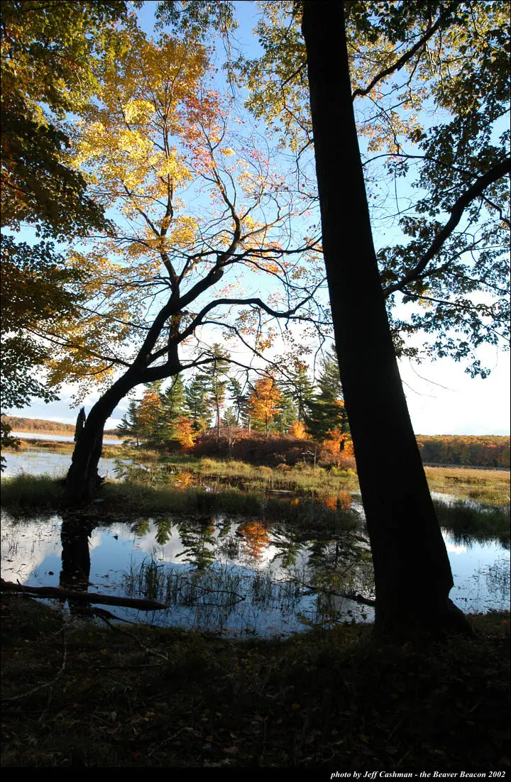 Autumn trees frame a reflective wetland with colorful foliage and blue sky.