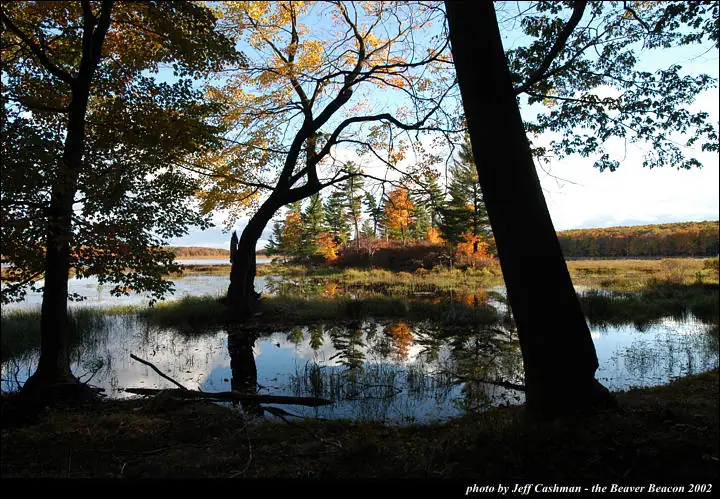 Autumn trees frame a reflective wetland with grasses, distant forest, and bright sky.