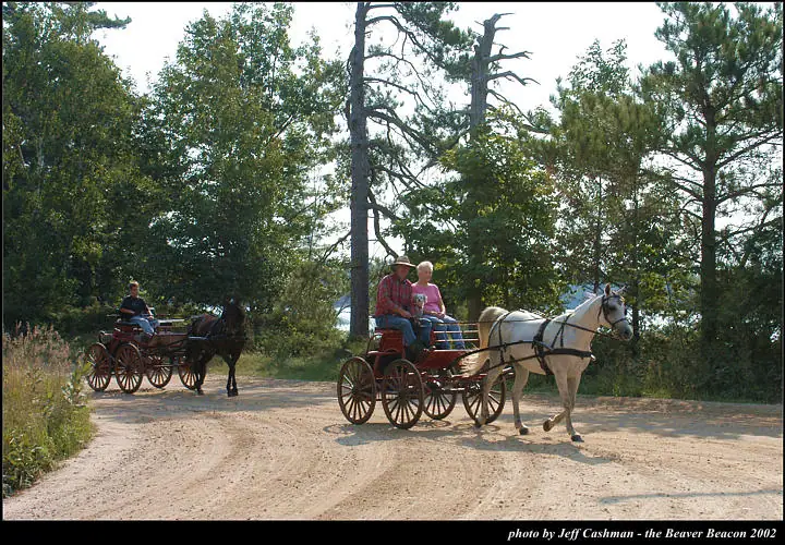 Two horse-drawn buggies travel along a sandy road through a wooded area.