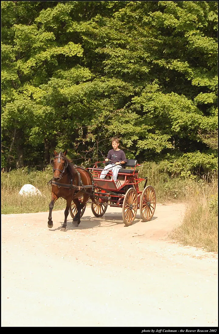 A person drives a red horse-drawn carriage along a dirt road beside dense woodland.