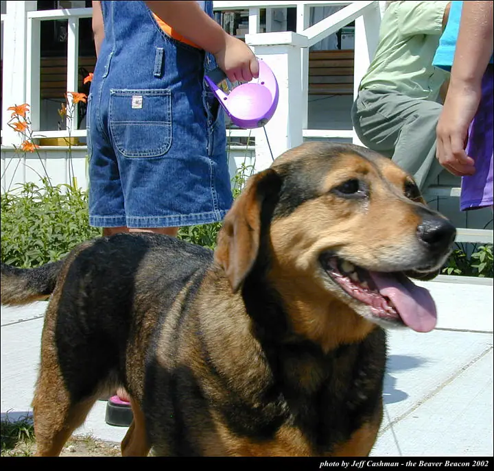 A large black-and-tan dog sits on a porch while two partially visible people stand behind it.