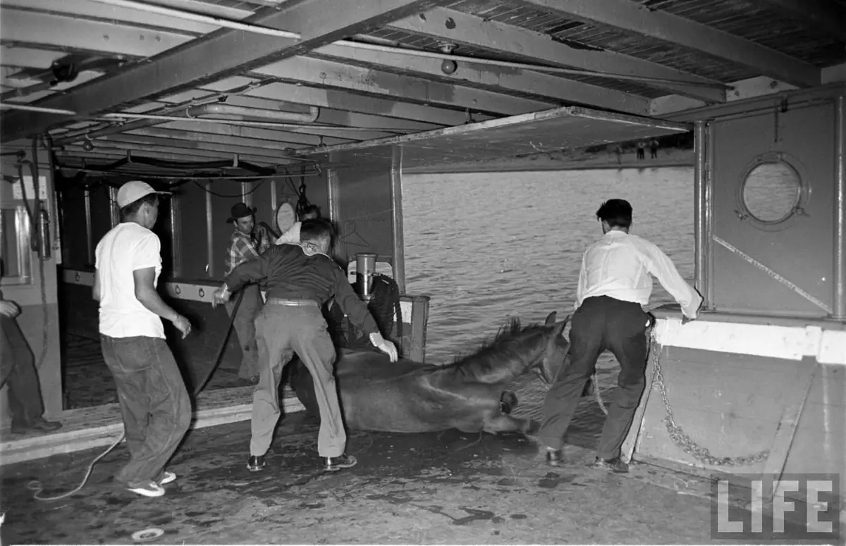 Four men handle a horse lying on the vehicle deck of a ferry, with open water visible beyond.