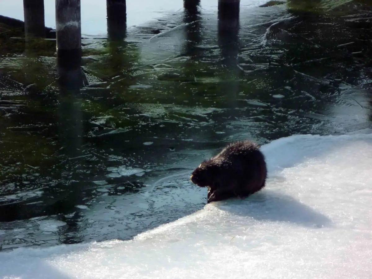 A dark-furred mammal rests on snow beside partially frozen water and wooden pilings.
