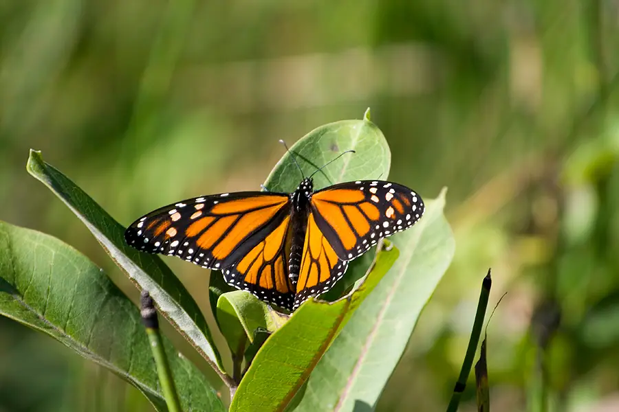 A monarch butterfly with open orange-and-black wings rests on green leaves.