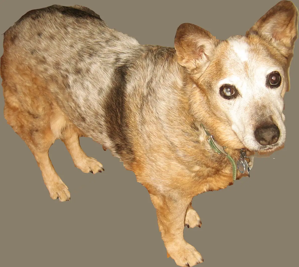 Brown-and-white dog wearing a green collar and metal tags against a plain gray background.