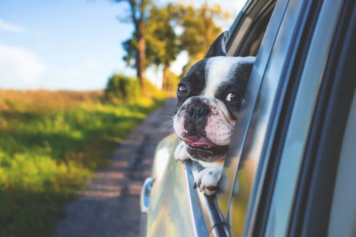 A black-and-white dog leans out of a car window beside a rural road.