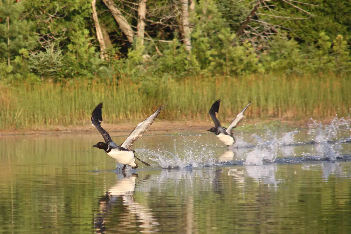 Two loons run across the water with wings spread, splashing as they take flight.