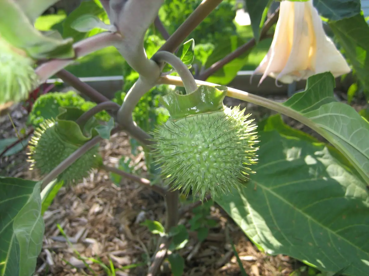 Close view of a spiny green fruit and pale trumpet-shaped flowers among broad leaves.