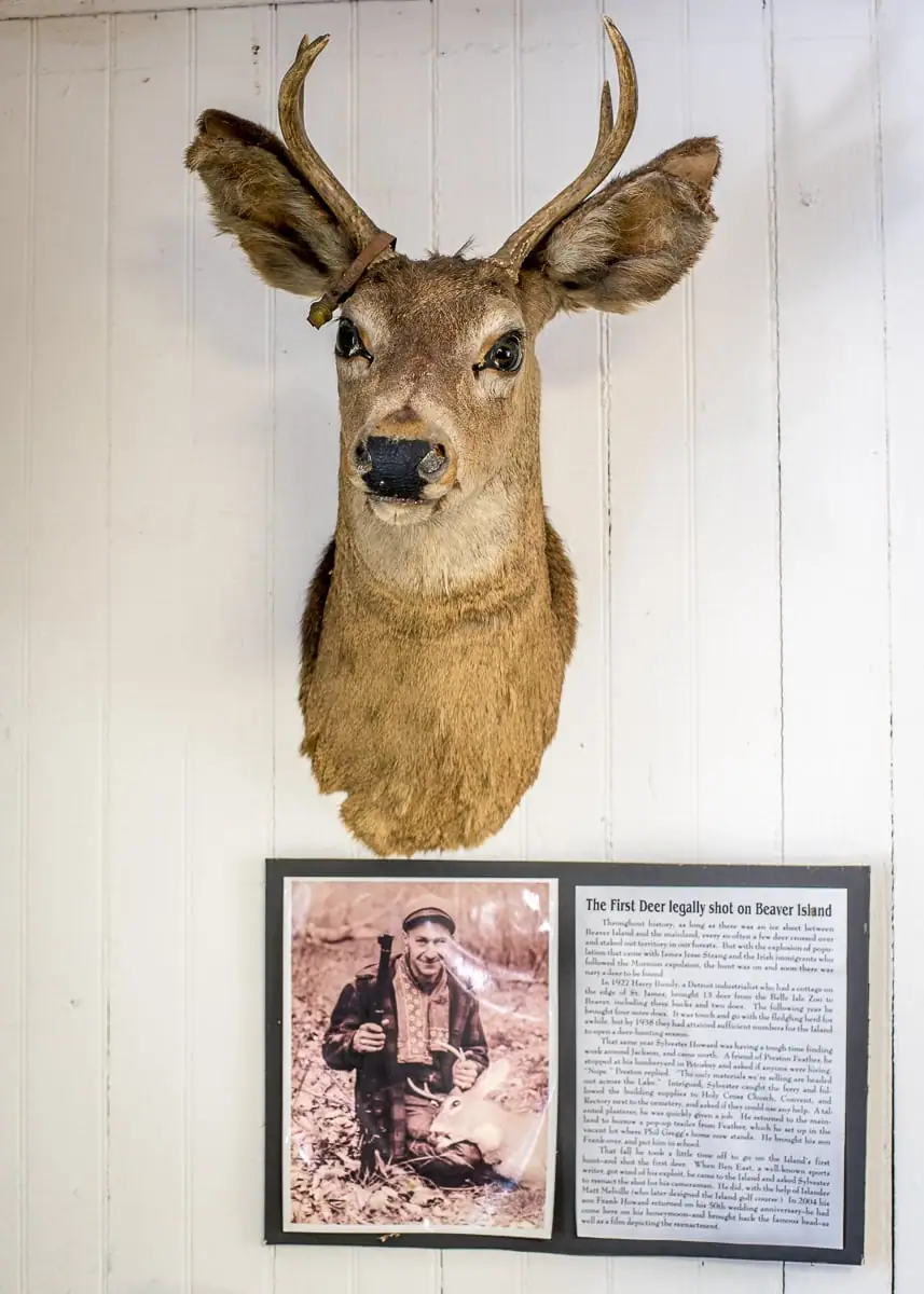 Mounted deer head displayed above an interpretive panel with a photograph and printed text.