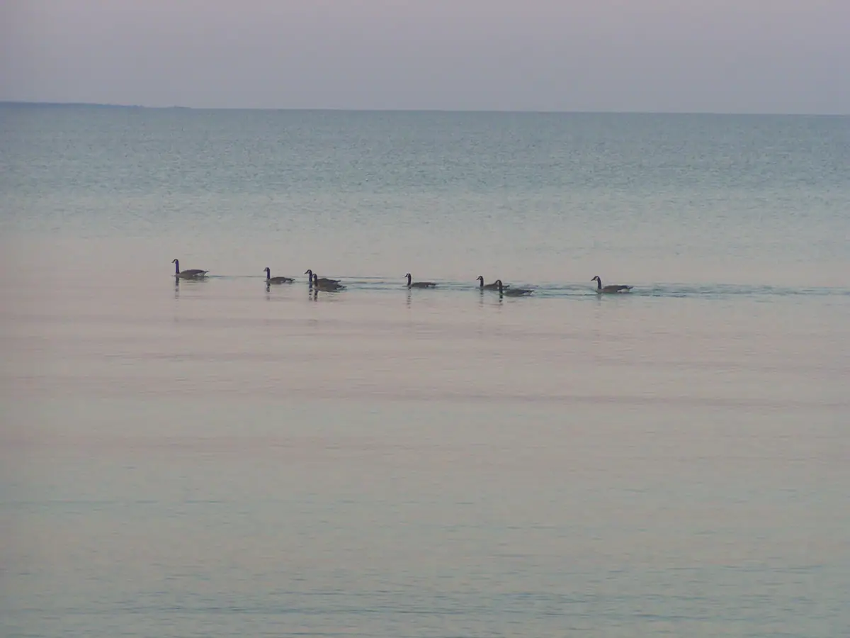 A line of geese swims across calm water beneath a pale gray sky.